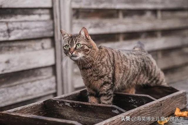 初中孩子厌学能调整好吗(初中孩子厌学可以办理休学吗)(图3)